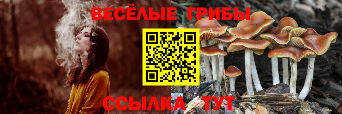 Псилоцибиновые грибы MAGIC MUSHROOMS Балтийск